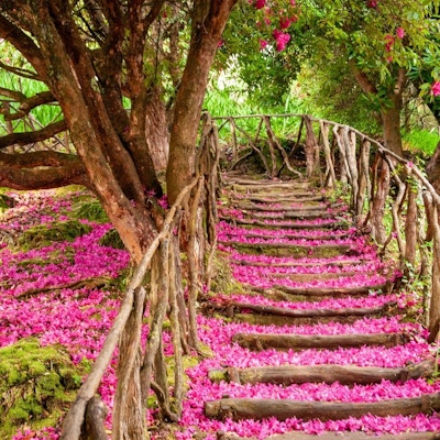 Trappor i trä som täckas utomhus med rosa blommakronblad från ett träd.