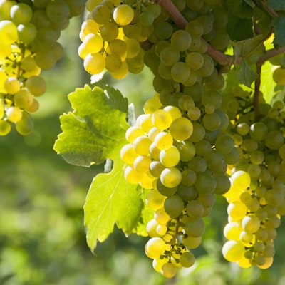 Vindruvor i det berömda österrikiska vinodlingsområdet Wachau (Spitz), Nedre Österrike