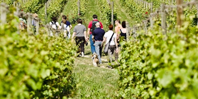 Wine trekking in franciacorta ph f