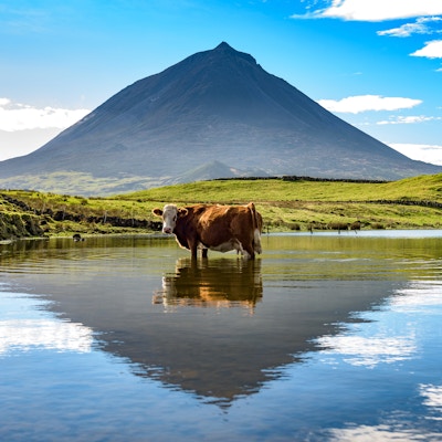 En ko har ett ögonblick av vila, stående i en sjö nära den ikoniska berget Pico, reflekterad i vattnet.