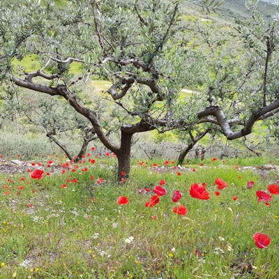 Olivträd och många röda vallmo som växer under