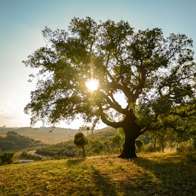 Gammalt Cork ek (Quercus suber) i aftonssol, Alentejo Portugal Europa