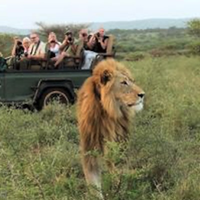 Lejon med en safarijeep med människor i bakgrunden.